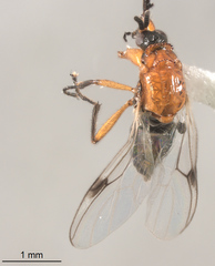 Dilophus occipitalis