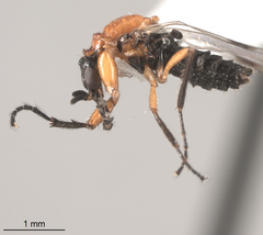 Dilophus occipitalis