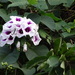 Ipomoea campanulata - Photo (c) Rujuta Vinod, algunos derechos reservados (CC BY-NC)