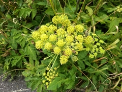 Angelica triquinata