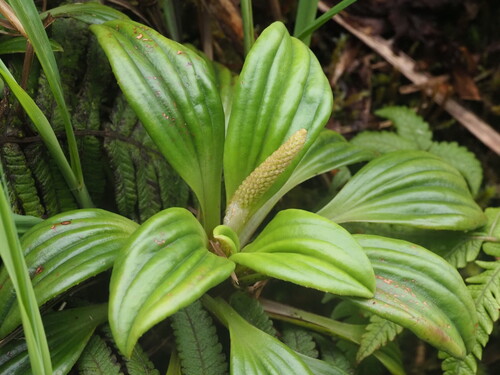 Plantago pachyphylla observed 2025-03-20