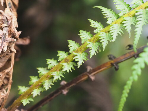 Image of Amauropelta globulifera by (c) Kevin Faccenda, some rights reserved (CC BY)