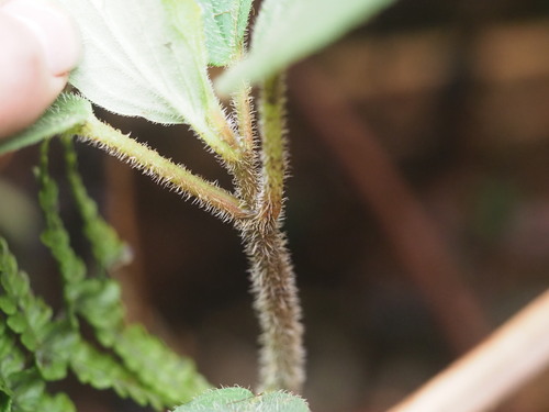 Peperomia hirtipetiola observed 2025-03-20