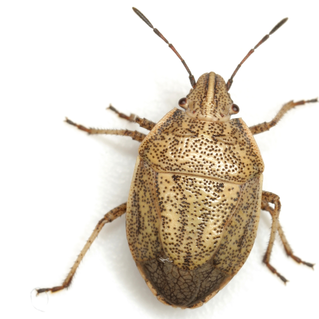 Coenus delius