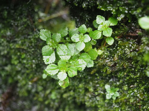Pilea peploides, photograph 5