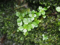 (c) Kevin Faccenda, some rights reserved (CC BY) Pilea peploides, photograph (c) Kevin Faccenda, some rights reserved (CC BY)