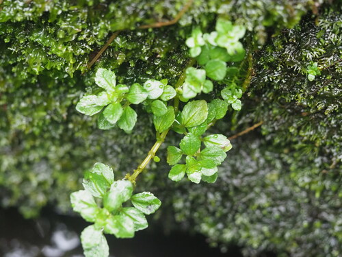 Pilea peploides, photograph 6