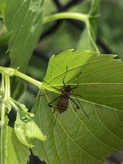 Coreinae