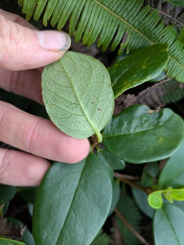 Wikstroemia bicornuta observed 2025-03-20