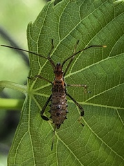 Coreinae