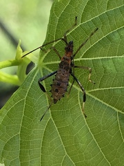 Coreinae