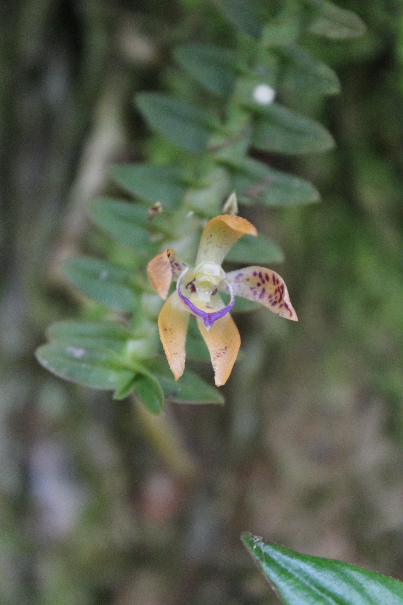 Dichaea