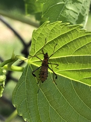 Coreinae