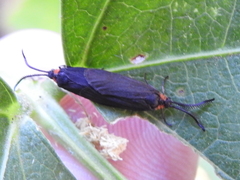 Acoloithus falsarius