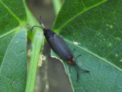 Acoloithus falsarius