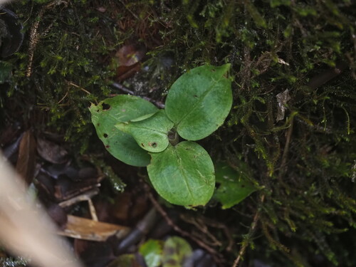 Hawaii Jewel-orchid (Anoectochilus sandvicensis)