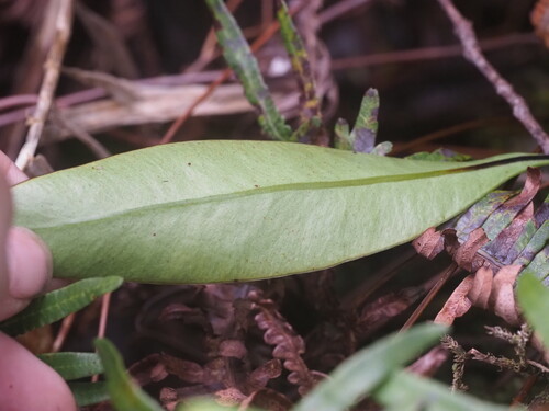 Elaphoglossum crassifolium observed 2025-03-20