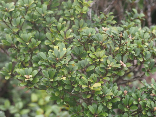 Myrsine sandwicensis observed 2025-03-20