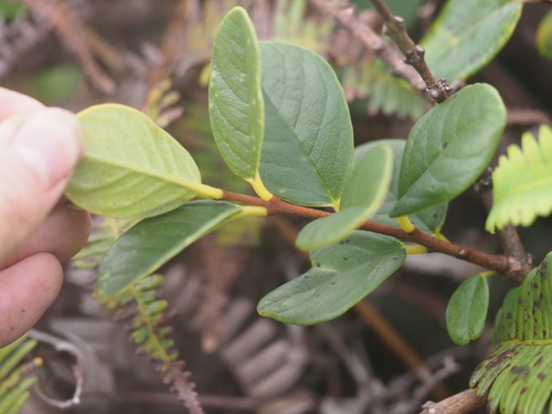 Wikstroemia bicornuta observed 2025-03-20