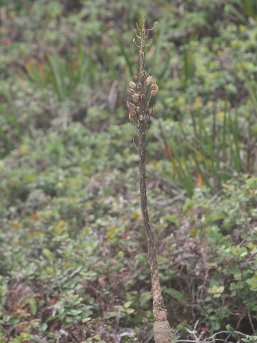 Lobelia gloria-montis observed 2025-03-20