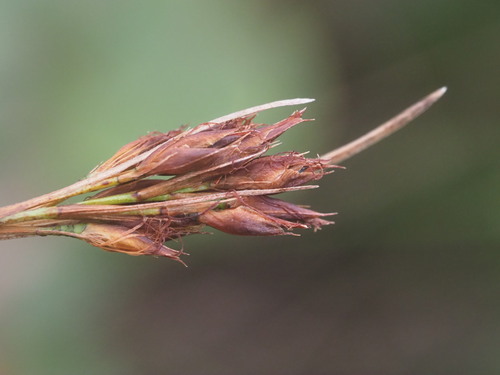 Spiked beaksedge (Rhynchospora chinensis)