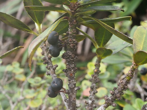 Myrsine lessertiana observed 2025-03-20