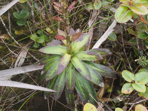Lobelia gloria-montis observed 2025-03-20