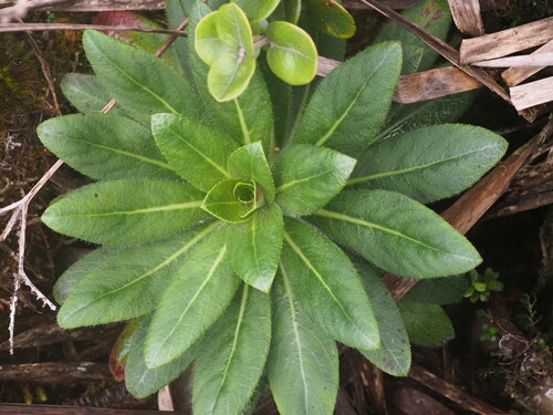 Lobelia gloria-montis observed 2025-03-20