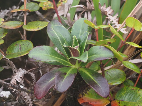 Lobelia gloria-montis observed 2025-03-20