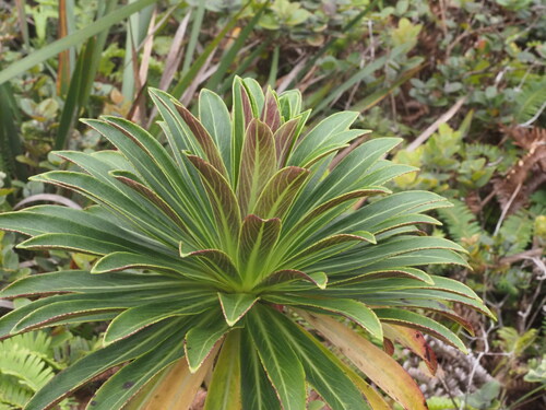 Lobelia gloria-montis observed 2025-03-20