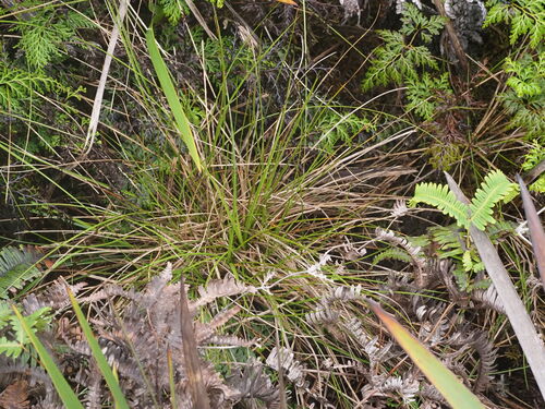 Image of Rhynchospora chinensis by (c) Kevin Faccenda, some rights reserved (CC BY)