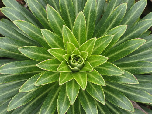 Lobelia gloria-montis observed 2025-03-20