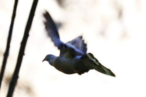 Paloma turqué (Columba bollii)