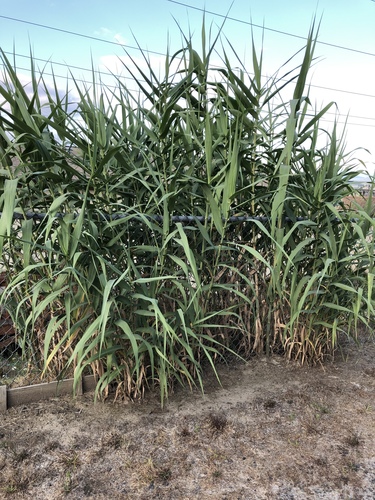 Arundo donax iNat (1)
