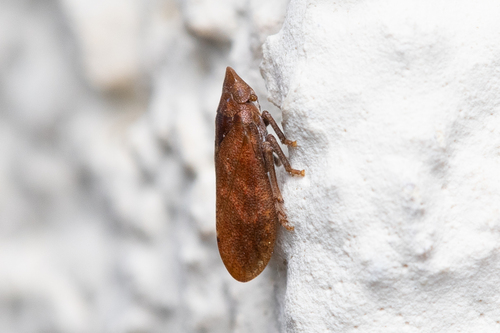 Tettigometra impressopunctata