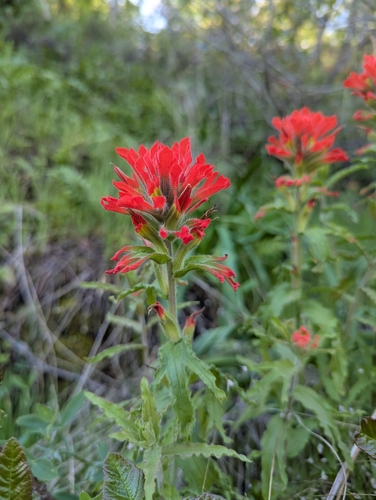 Image of Castilleja martini by no rights reserved