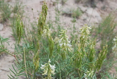 Astragalus racemosus