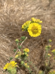 Holocarpha macradenia