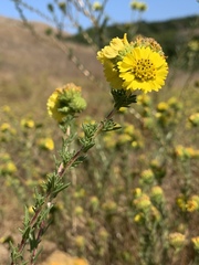 Holocarpha macradenia