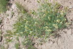 Astragalus racemosus