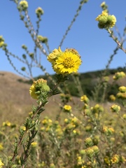 Holocarpha macradenia