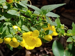 Aureolaria grandiflora
