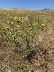 Holocarpha macradenia