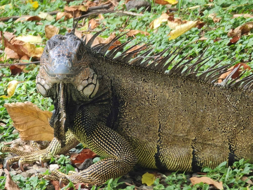Green Iguana from 0831, Panamá, Provincia de Panamá, Panama on October