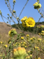 Holocarpha macradenia