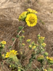 Holocarpha macradenia