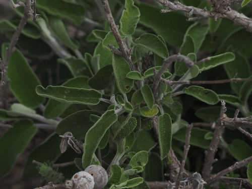 Image of Salvia fruticosa by (c) Katerina Kalogerini, some rights reserved (CC BY)