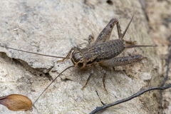 Loxoblemmus