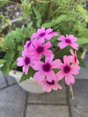 Glandularia × hybrida