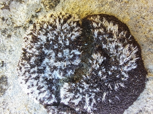 Grimmia plagiopodia, 2025-03-22